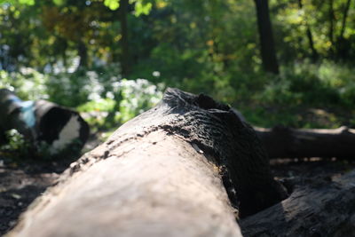 Close-up of log on wood in forest