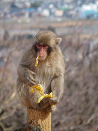 Monkey looking away outdoors
