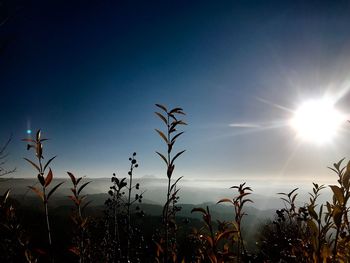 Low angle view of stalks in field against blue sky