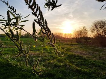 Plants on field against sky during sunset