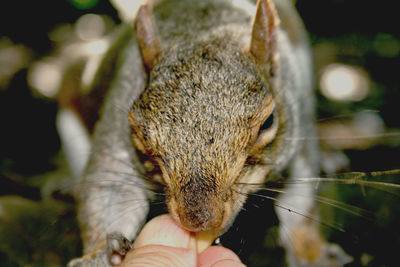 Close-up of hand holding lizard