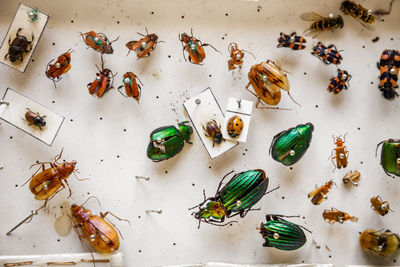 High angle view of insect on table