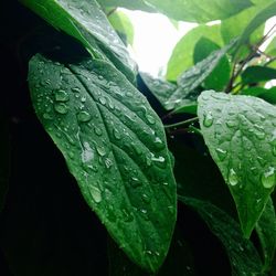 Close-up of raindrops on leaf