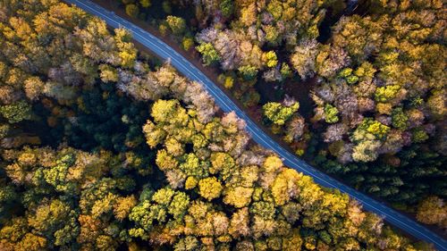 Aerial view of road amidst autumn trees