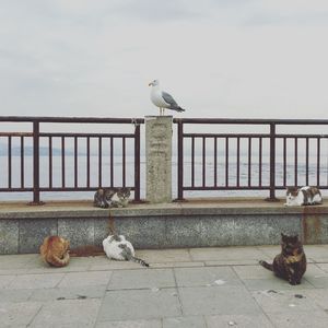 Birds perching on railing