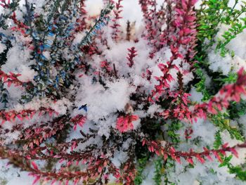 Full frame shot of flowering plants during winter