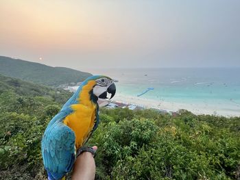 Close-up of macaw perching on beach