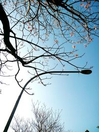 Low angle view of branches against clear sky