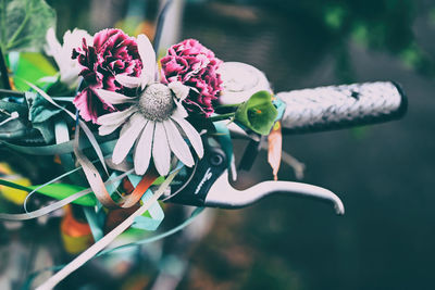 Close-up of purple flowering plant