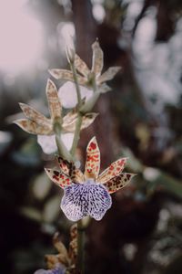 Close-up of flowering plant