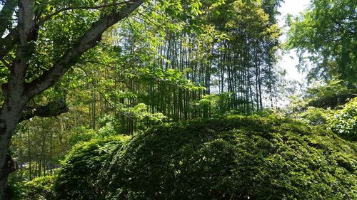 Low angle view of bamboo trees in forest