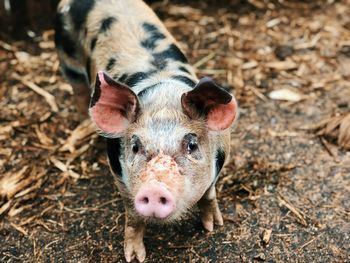 Close-up portrait of pig standing on land