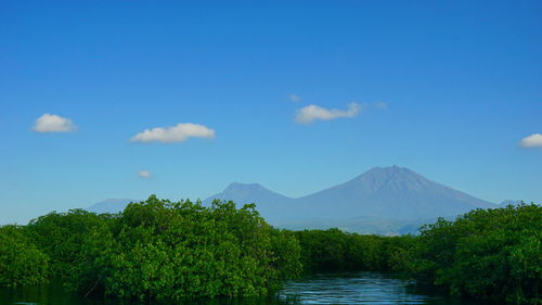 Scenic view of lake amidst trees against sky