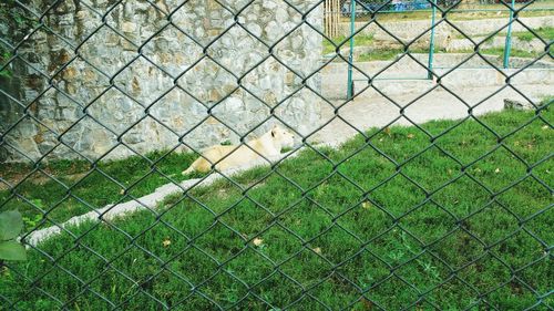 Lion behind chainlink fence