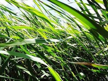 Close-up of fresh green grass