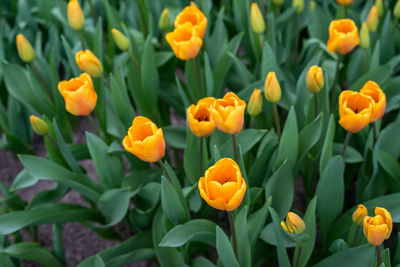 Close-up of yellow flowering plants