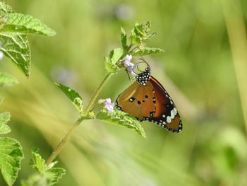 Close-up of butterfly pollinating on flower