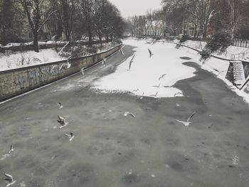 Birds in calm sea