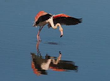 Bird flying over lake