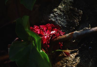 Close-up of red flowering plant