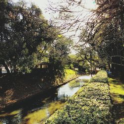 Trees in pond