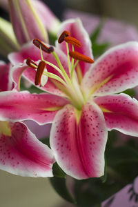 Close-up of pink flower