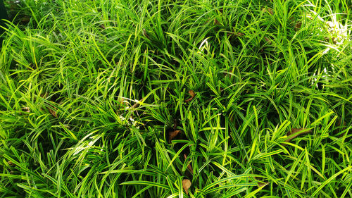 Full frame shot of plants growing on land