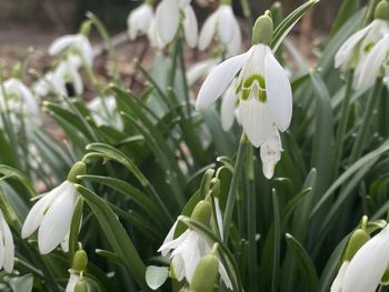 Close-up of white flowering plant