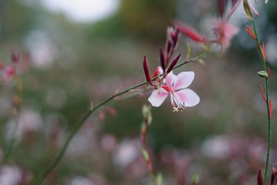 Close-up of pink cherry blossom