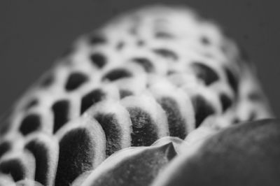 Close-up of plant against blurred background