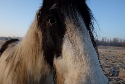 Close-up of a horse on field