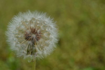 Close-up of dandelion flower