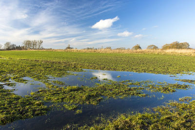 Water in a green farmland, white clouds on a blue sky, zarzecze, lubelskie, poland