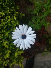 Close-up of white daisy flowers