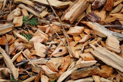 Close-up of wood chips on field