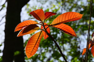 Low angle view of orange leaf on tree