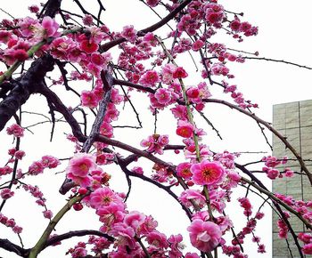 Low angle view of pink cherry blossoms in spring