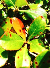 Close-up of leaves