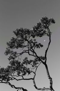 Low angle view of tree against clear sky