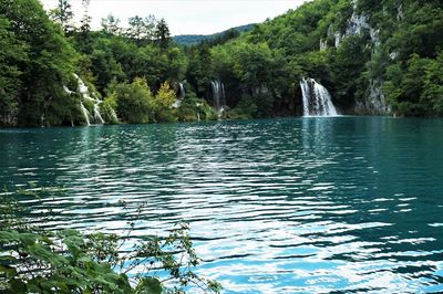 Scenic view of lake in forest