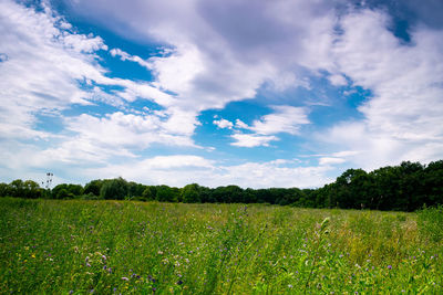 Scenic view of agricultural field against sky