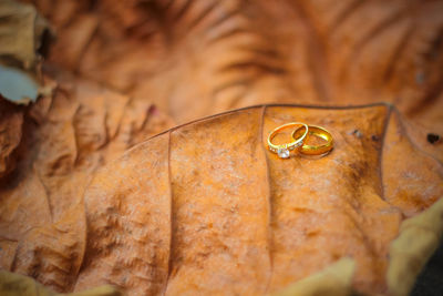 Close-up of wedding rings on dry leaf