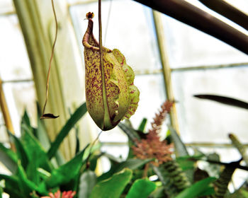 Close-up of insect on plant