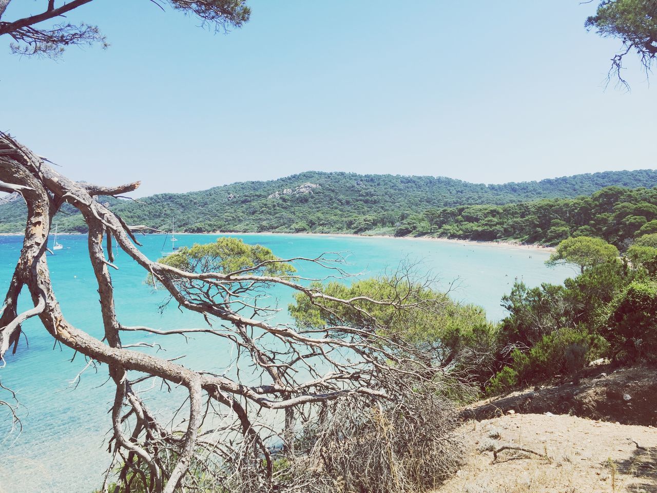 clear sky, water, tranquility, tranquil scene, scenics, tree, beauty in nature, mountain, nature, blue, lake, copy space, branch, growth, day, idyllic, sea, mountain range, outdoors, no people