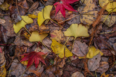 High angle view of maple leaves on street