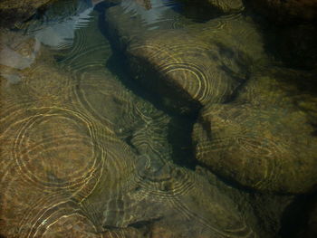 Reflection of trees in water