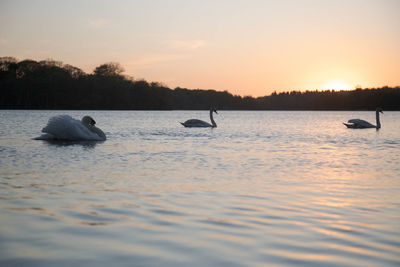 Swan floating on virginia water lake at sunset