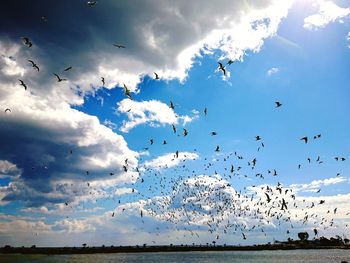 Flock of birds flying in sky