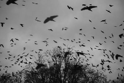 Low angle view of birds flying in sky