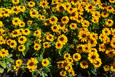 Full frame shot of yellow flowering plants on field